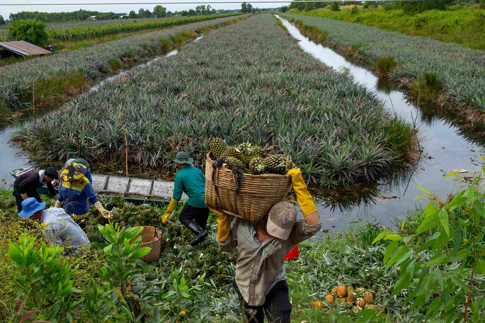 Cánh đồng khóm Tân Phước
