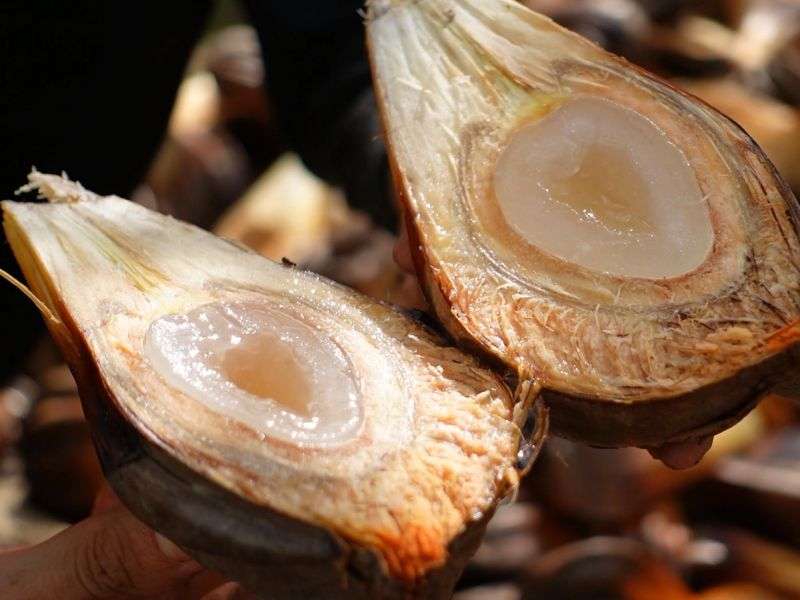 dừa nước cần giờ 