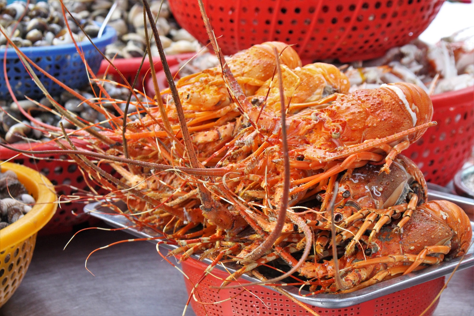 Tôm hùm xanh được chế biến thành nhiều món như hấp sả, nướng phô mai, xào tỏi, nướng mọi Ảnh: Huỳnh Nhi oc5-9400-1685002176.jpg