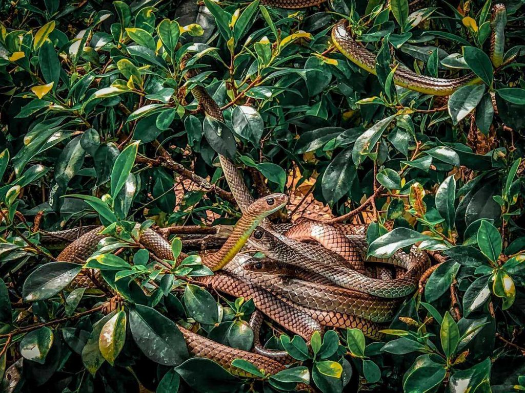 trại rắn đồng tâm